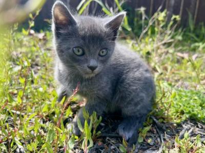 Litter Of 3 - Russian Blue - Gallery Photo #1