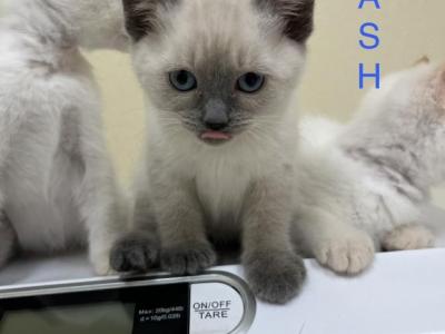 Dash - Siamese - Gallery Photo #1