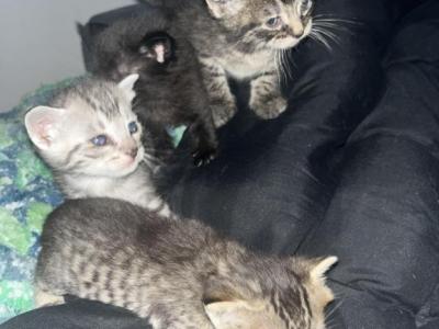 4 - Egyptian Mau - Gallery Photo #1