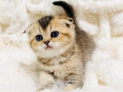 LUNA - Scottish Fold - Gallery Photo #1