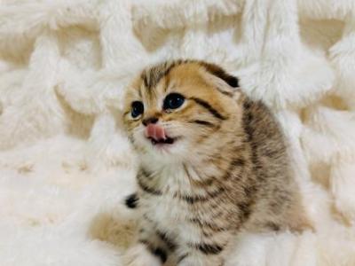 HONEY - Scottish Fold - Gallery Photo #1