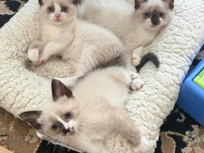Ragamese Kittens - Ragdoll - Gallery Photo #1