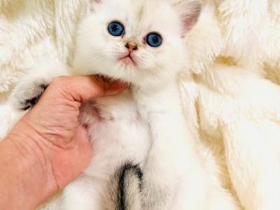 WILLOW - British Shorthair - Gallery Photo #1