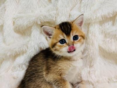 SIMBA - British Shorthair - Gallery Photo #1