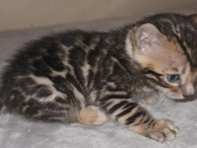 Small Boy - Bengal - Gallery Photo #1