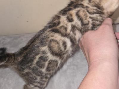 Dark Boy - Bengal - Gallery Photo #1