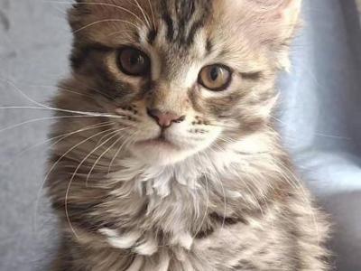 Maine Coon Kitten - Maine Coon - Gallery Photo #1