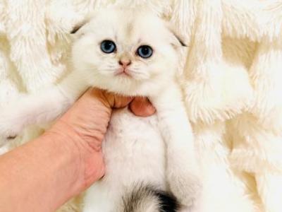 YUKI - Scottish Fold - Gallery Photo #1