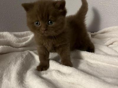 Leo Cinnamon British Kitten - British Shorthair - Gallery Photo #1