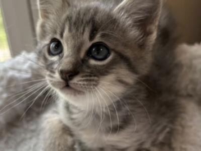 F4 SBT Savannah Joplin - Savannah - Gallery Photo #1