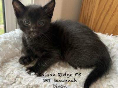 F5 SBT Savannah Dixon - Savannah - Gallery Photo #1