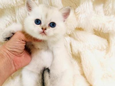 WILLOW - British Shorthair - Gallery Photo #1