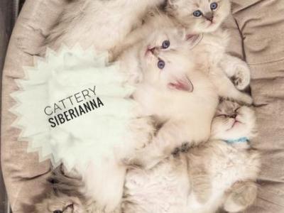 Litter J - Siberian - Gallery Photo #1