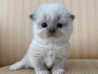 Scottish Fold Color Point Male - Scottish Fold - Gallery Photo #1
