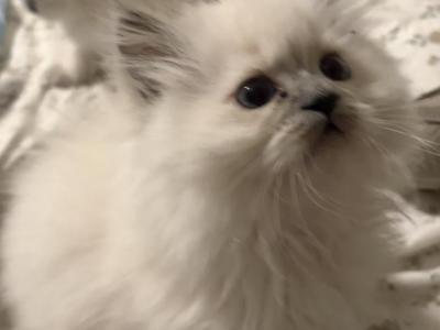 Persian Himalayan Litter Available - Persian - Gallery Photo #1