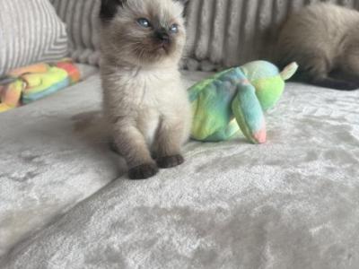 Luis - Siamese - Gallery Photo #1