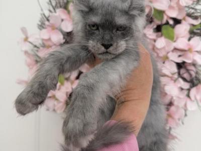 Lola Black Smoke - Maine Coon - Gallery Photo #1