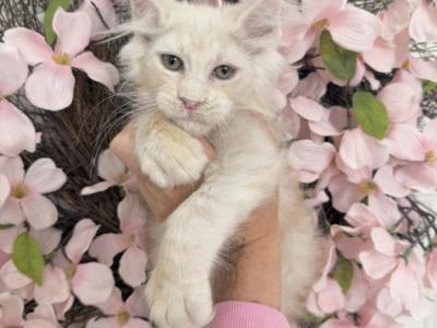 Goliath - Maine Coon - Gallery Photo #1