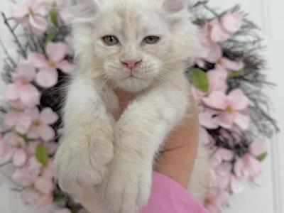 Gosha - Maine Coon - Gallery Photo #1