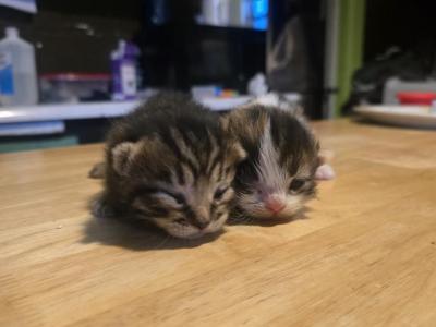 Sugars Munchies - Munchkin - Gallery Photo #1