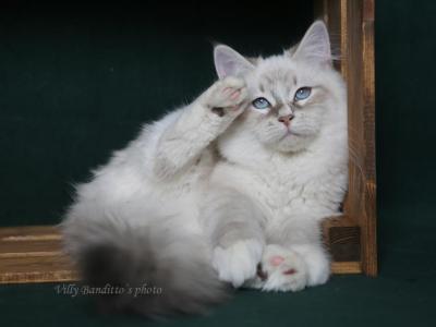 DAVID IZ TVERSKOGO KNYAZHESTVA - Siberian - Gallery Photo #1
