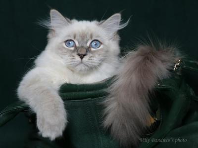 EVANGELINE IZ TVERSKOGO KNYAZHESTVA - Siberian - Gallery Photo #1