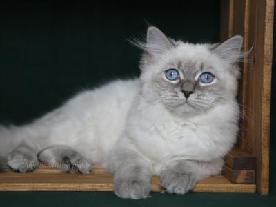 EVANGELINE IZ TVERSKOGO KNYAZHESTVA - Siberian - Gallery Photo #1