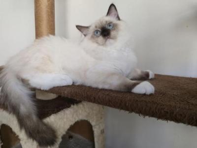 Marquis - Ragdoll - Gallery Photo #1