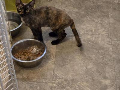 Freckles - Devon Rex - Gallery Photo #1