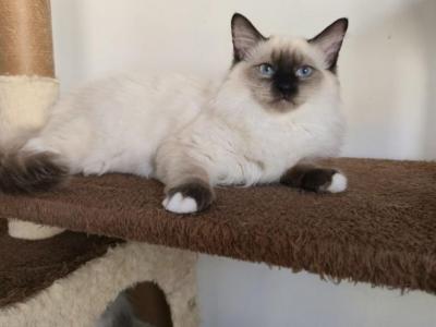 Dasha - Ragdoll - Gallery Photo #1