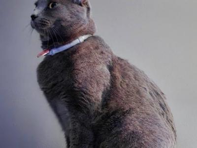 Bianca - Domestic - Gallery Photo #1