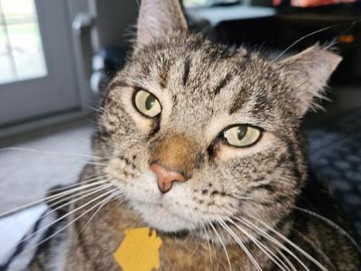 Ella - Domestic - Gallery Photo #1