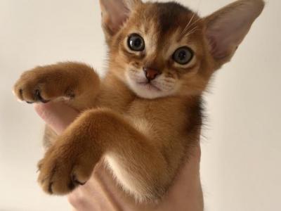 Leo Male - Abyssinian - Gallery Photo #1