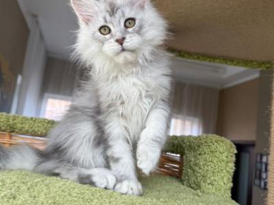 Silver Maine Coon Kitten Fluffy And Playful - Maine Coon - Gallery Photo #1