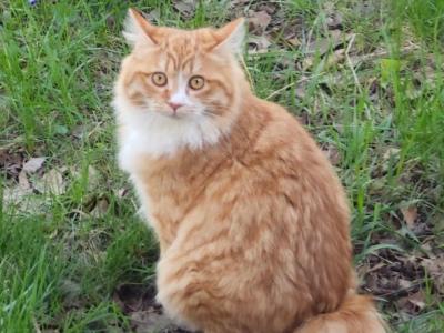 Lala - Kurilian Bobtail - Gallery Photo #1