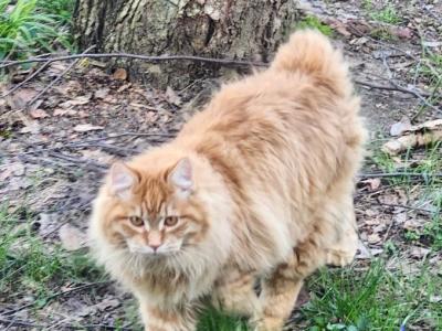 Bread - Kurilian Bobtail - Gallery Photo #1