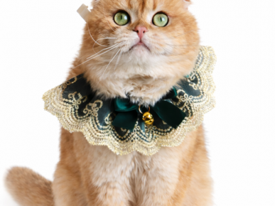 Percy X Lucas Litter - Scottish Fold - Gallery Photo #1