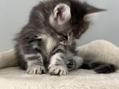 Pearl - Maine Coon - Gallery Photo #1