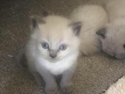 Himalayan Kittens - Himalayan - Gallery Photo #1