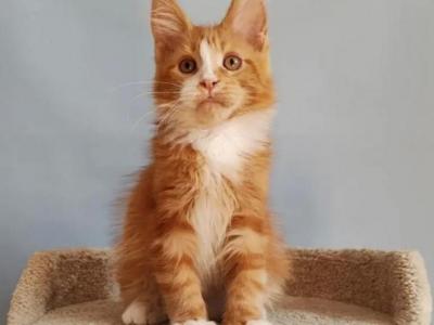 Red Maine Coon Kitten Gentle And Playful - Maine Coon - Gallery Photo #1