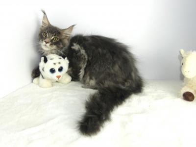 MAINE COON BLUE TABBY FEMALE KITTEN - Maine Coon - Gallery Photo #1