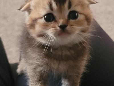 Donut - Scottish Fold - Gallery Photo #1