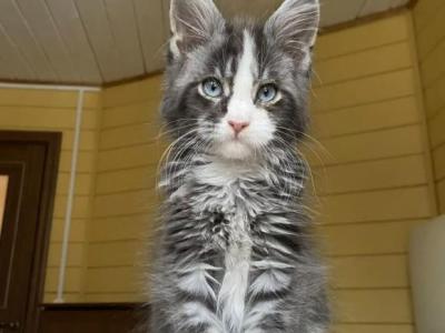 Blue Eyes Maine Coon Male - Maine Coon - Gallery Photo #1