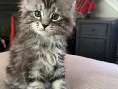 Light Tabby Male Maine Coon - Maine Coon - Gallery Photo #1