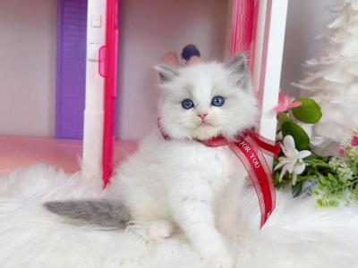 Blue Bicolor Sweet  Girl - Ragdoll - Gallery Photo #1
