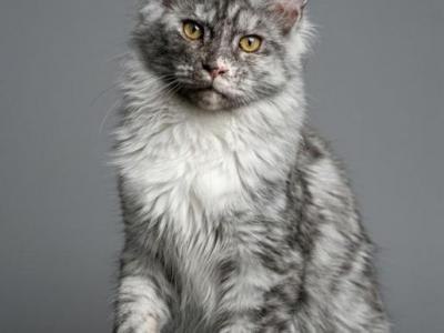 Silver Maine Coon Female Kitten - Maine Coon - Gallery Photo #1