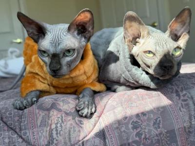 Simba & Leo - Sphynx - Gallery Photo #1