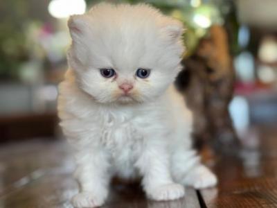Persian Kittens - Persian - Gallery Photo #1