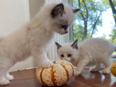 Ragdoll Kittens - Ragdoll - Gallery Photo #1