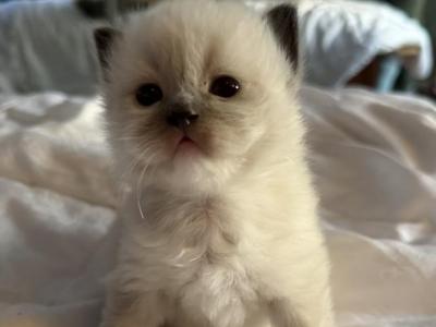 Cheddar - Ragdoll - Gallery Photo #1